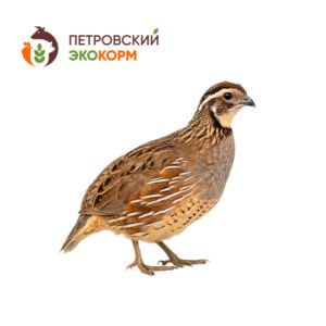 (ПЕ-3) полнорационный комбикорм для перепелов (старше 5 нед.)